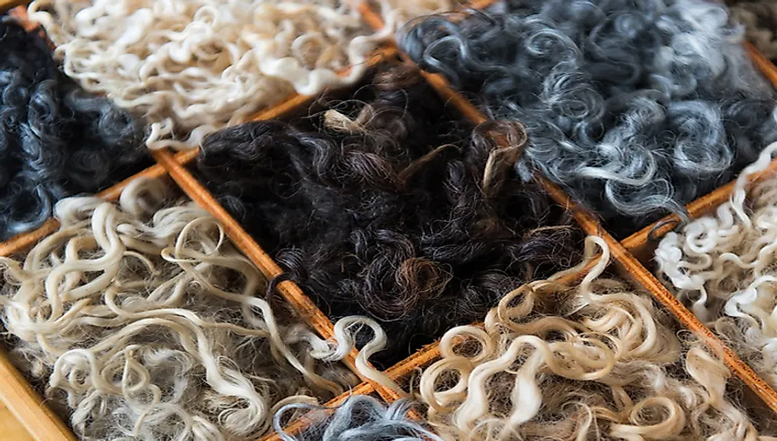 ویدئوی پشم چینی شتر