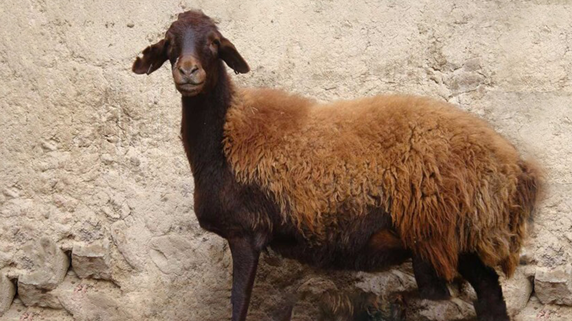 معرفی نژاد افشاری