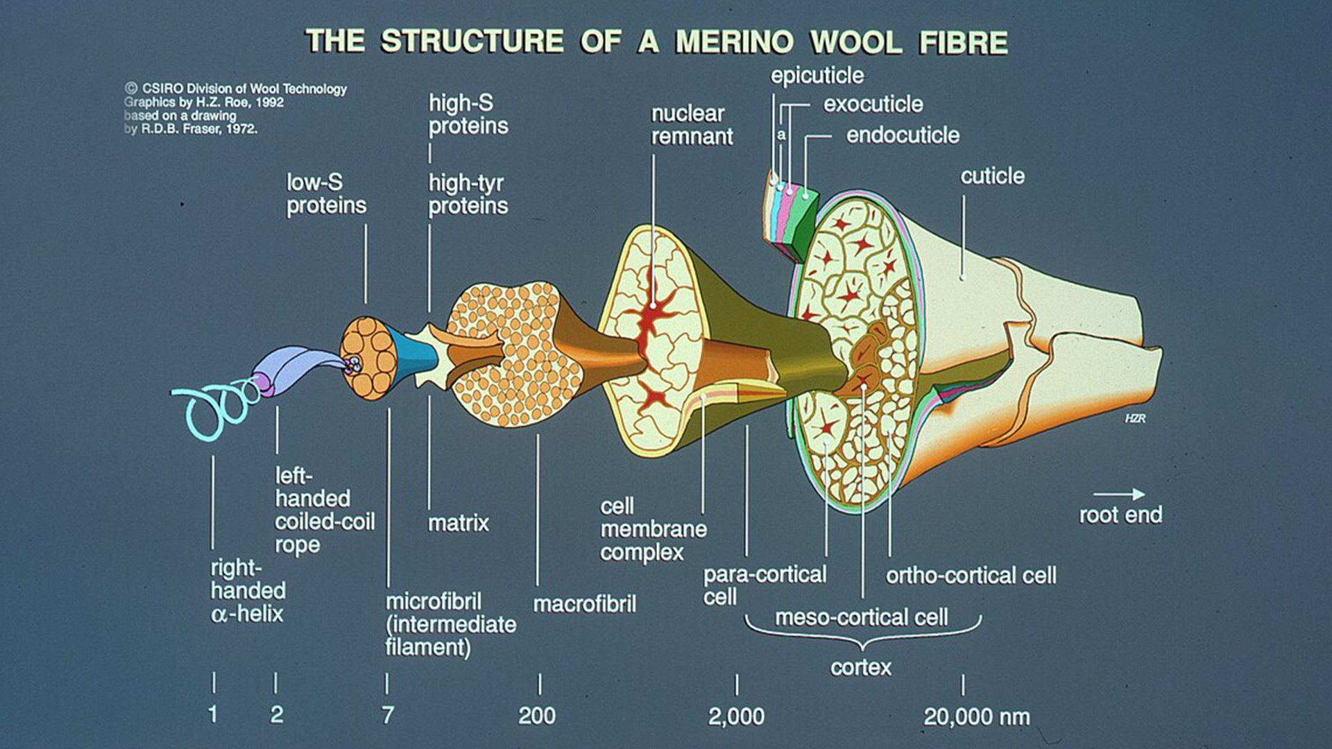 بررسی ساختار مولکولی پشم