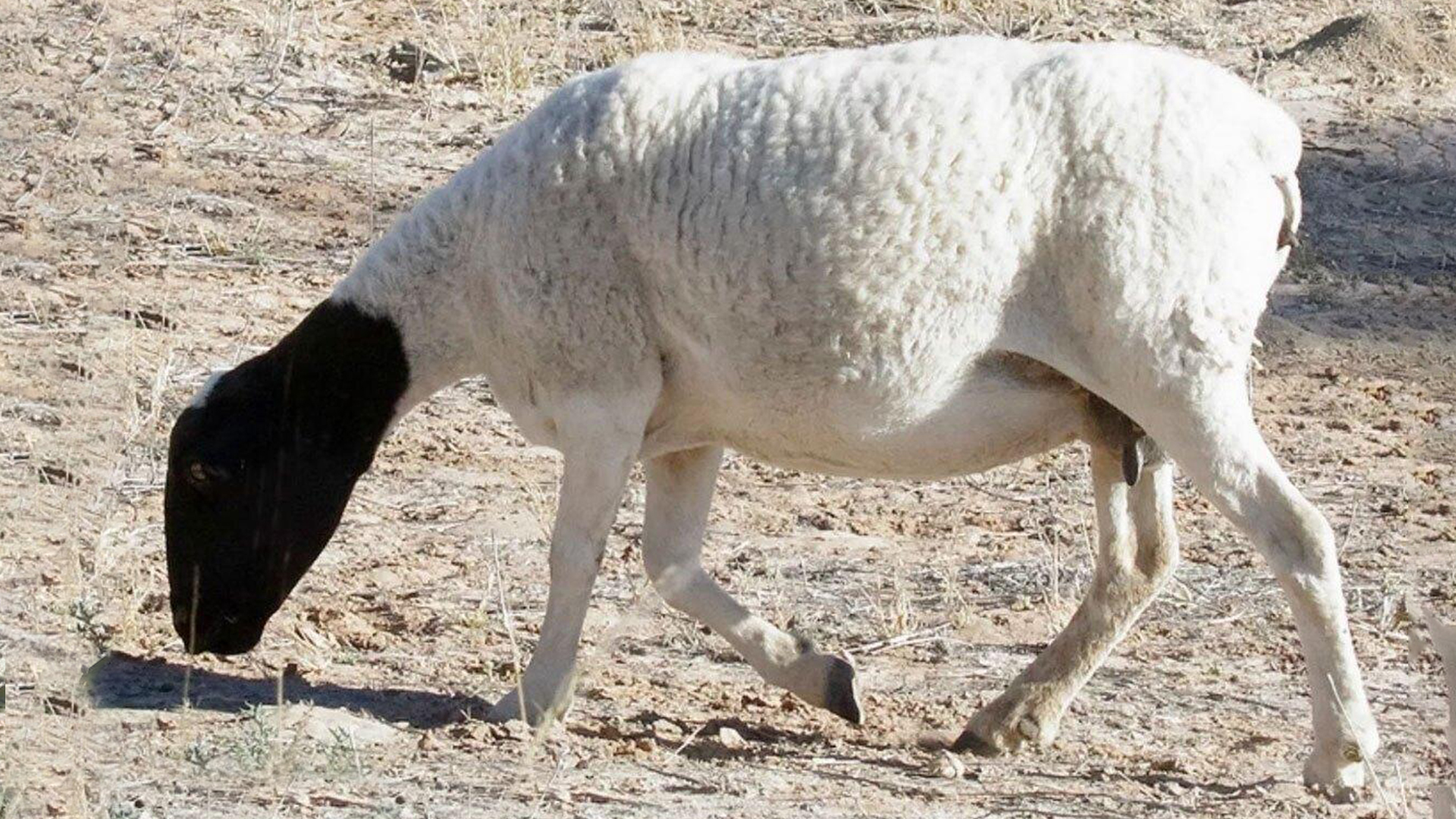 معرفی نژاد بلوچی