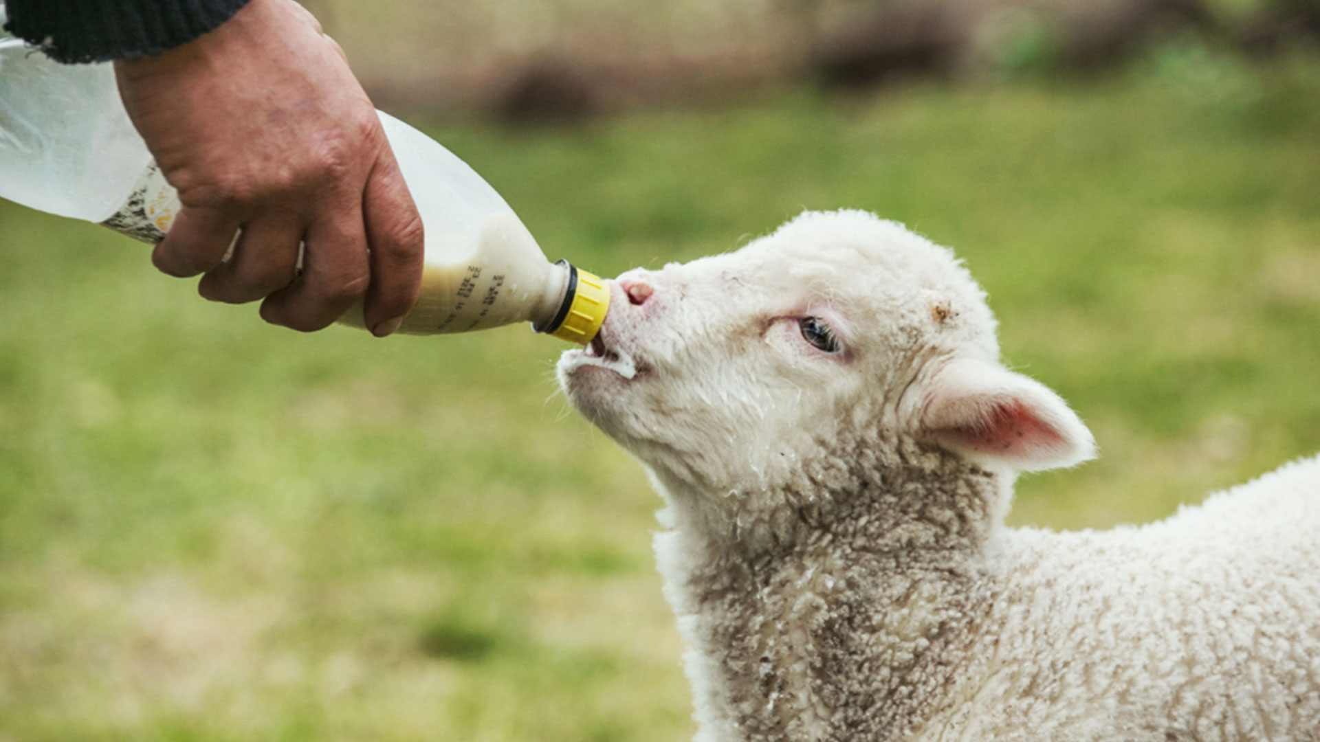 تاثیر تغذیه گوسفند بر پشم