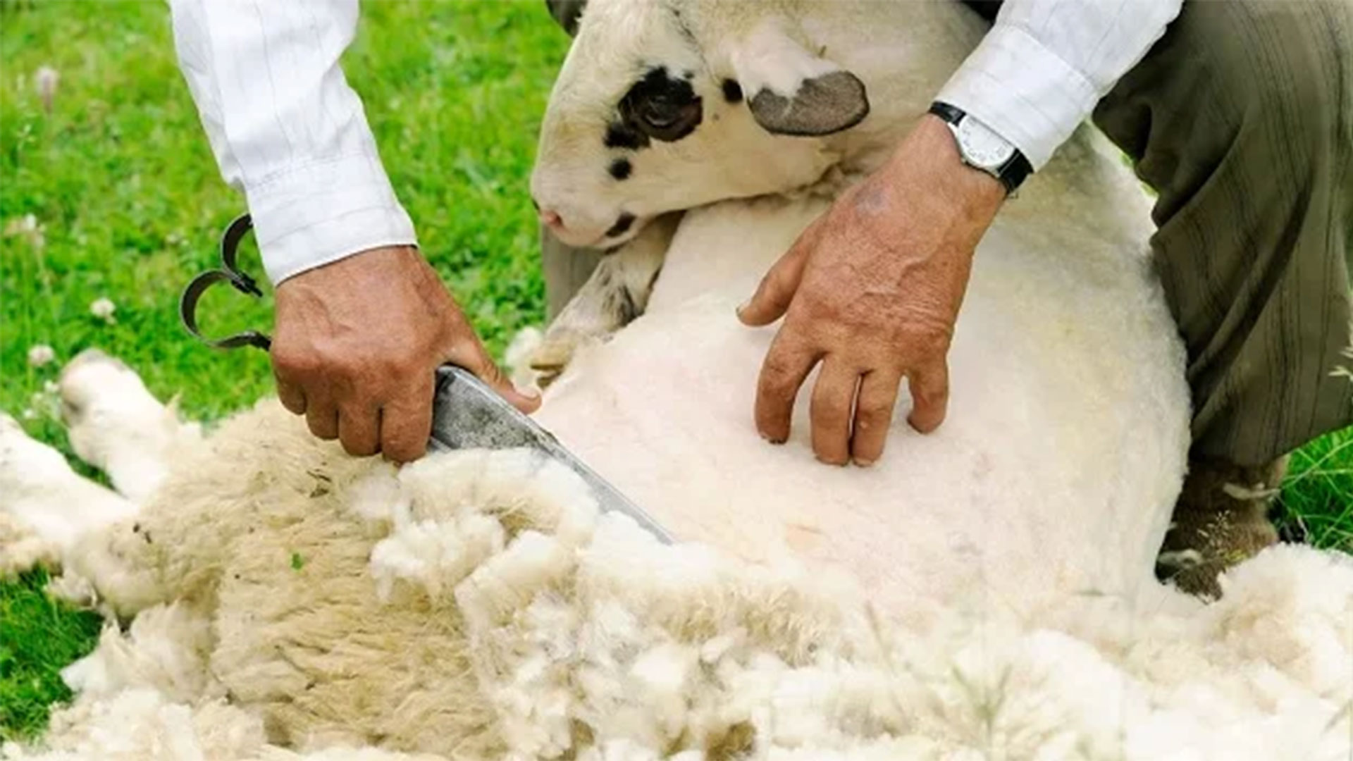 مراحل تولید پشم