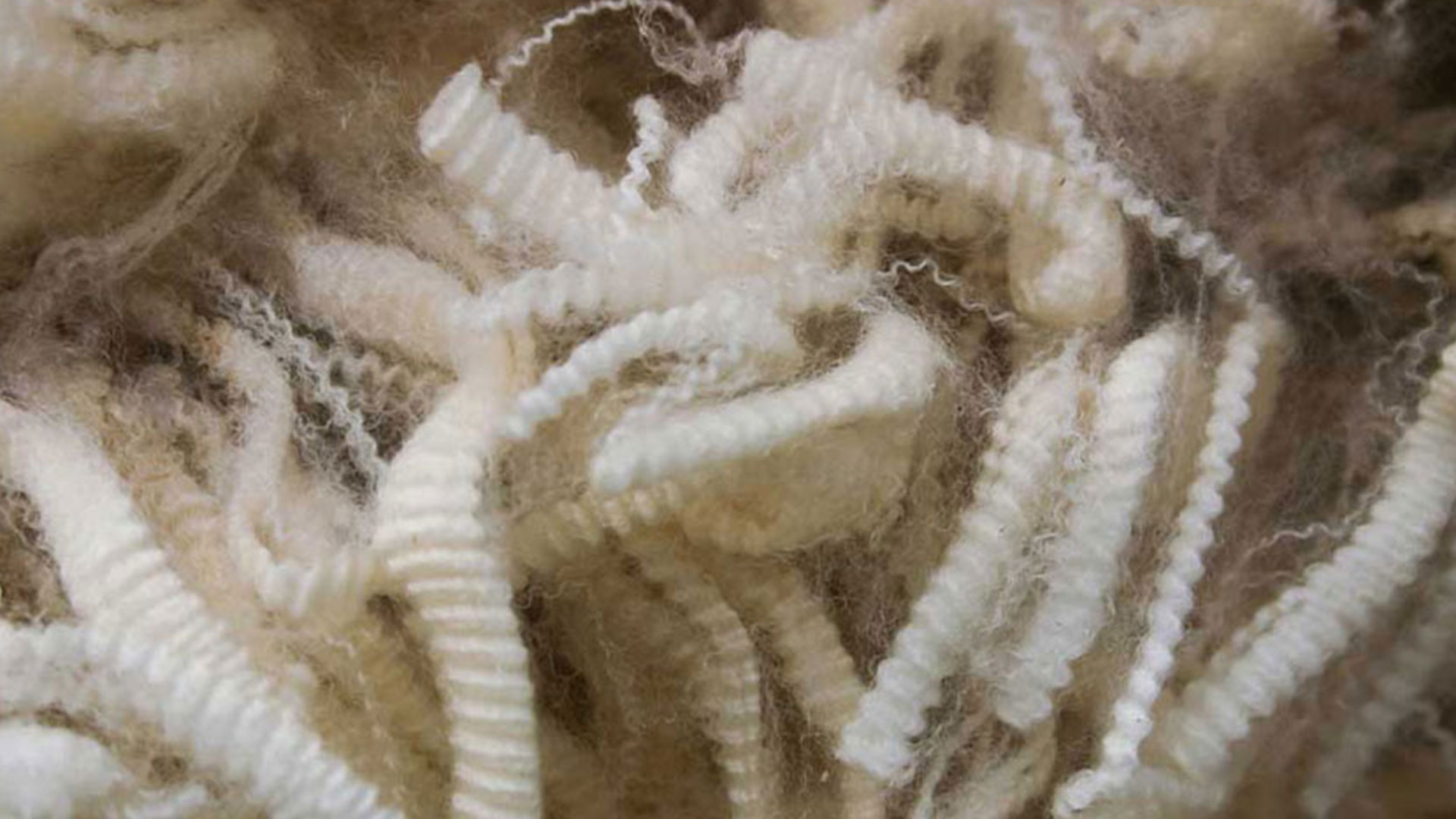 عوامل مؤثر بر کیفیت پشم